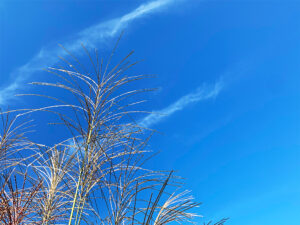 芒：japanese pampas grass