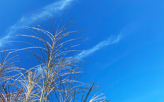 芒：japanese pampas grass