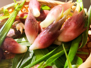 茗荷：Japanese wild ginger