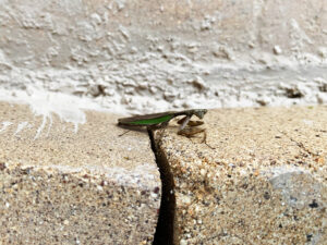 蟷螂： praying mantis