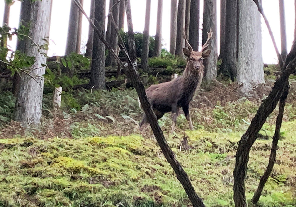 ニホンジカ：Cervus nippon