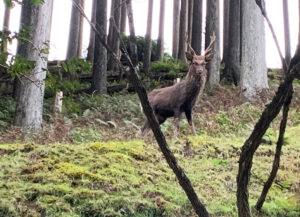 ニホンジカ：Cervus nippon