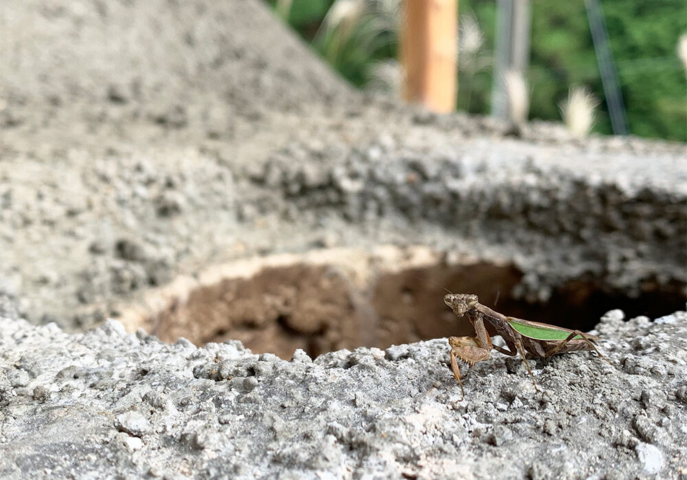 拝み虫の再訪：Revisit of praying mantis