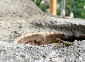 拝み虫の再訪：Revisit of praying mantis