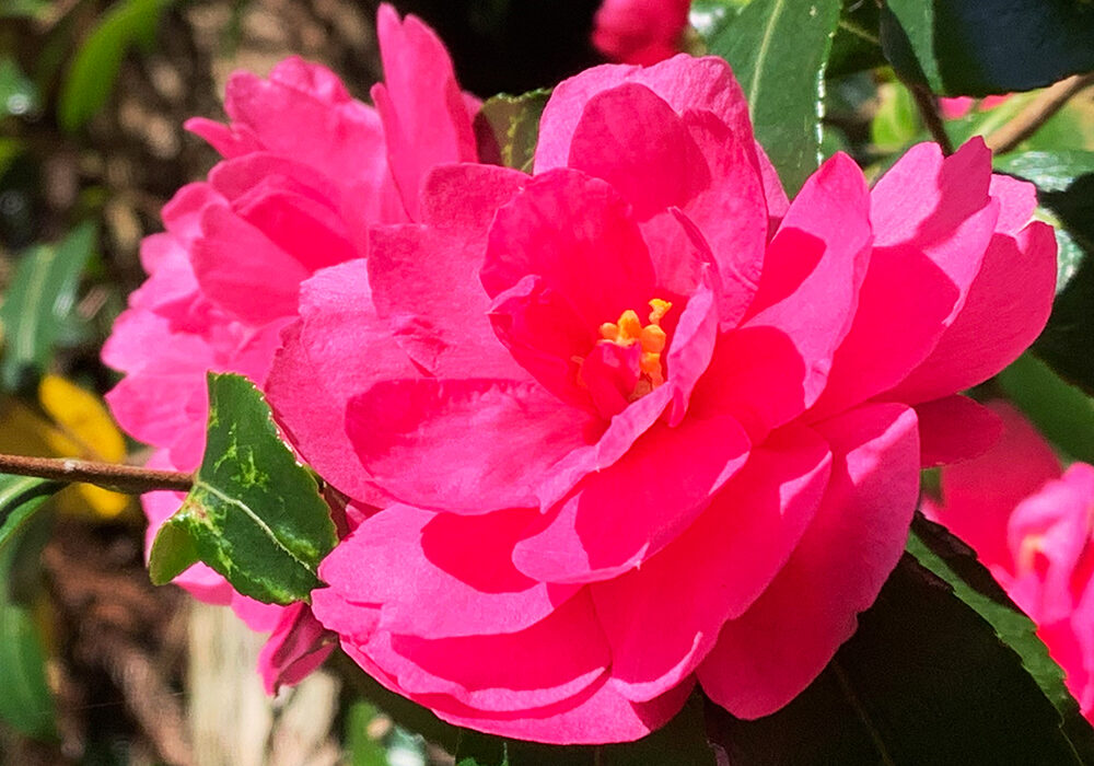 Camellia