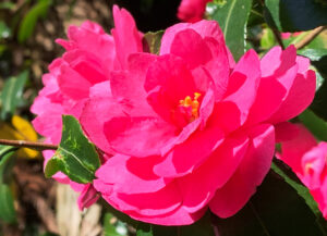 Camellia