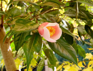 椿：camellia