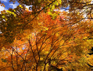 紅葉：Maple