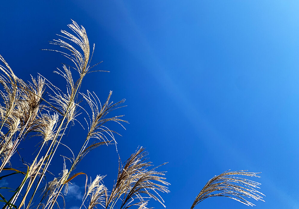 Japanese Pampas Grass