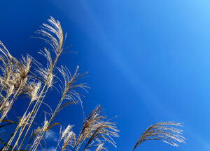 Japanese Pampas Grass