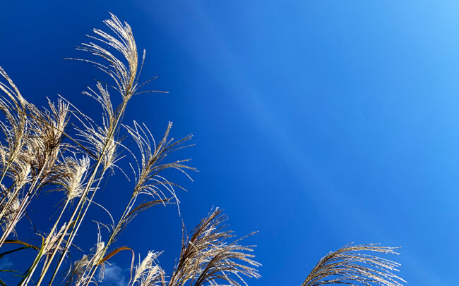 Japanese Pampas Grass