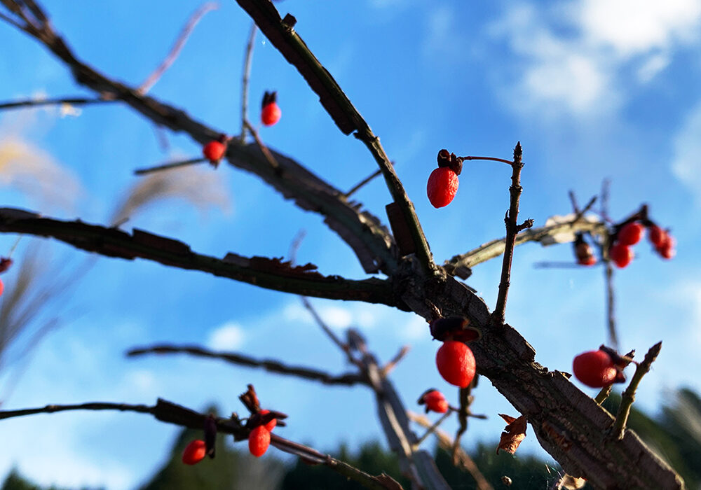 錦木：Spindle tree