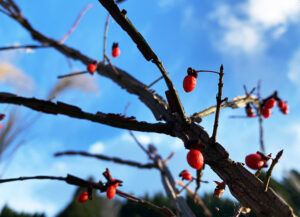 錦木：Spindle tree