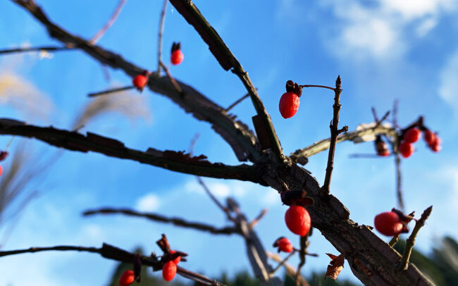 錦木：Spindle tree