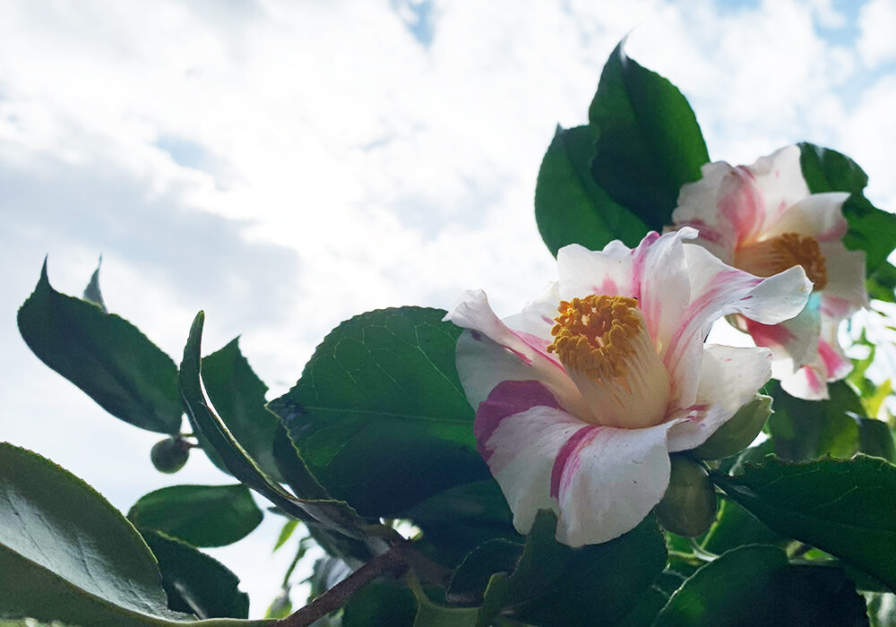 椿：Camellia japonica