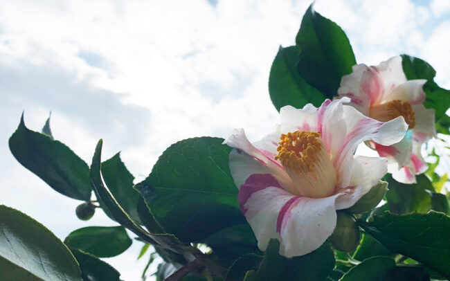 椿：Camellia japonica