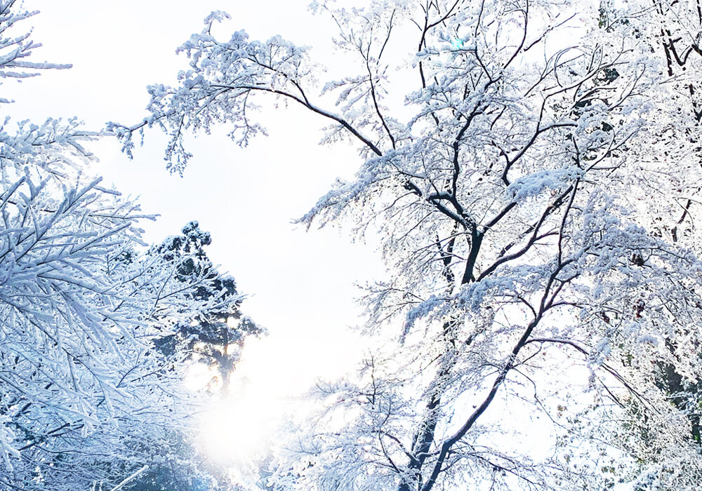 雪景色 : snowscape