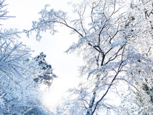 雪景色 : snowscape