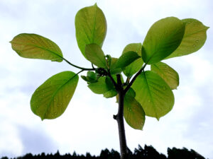 sunkeiro-Yulan Magnolia