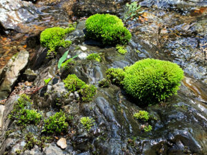 sunkeiro-moss