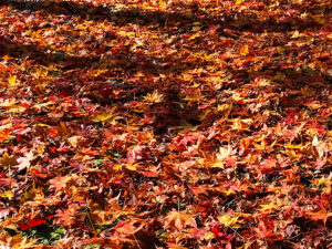 sunkeiro-maple carpet