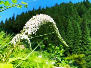 sunkeiro-8