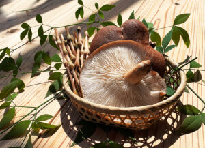 山の幸：mountain based foods