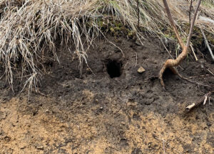 巣穴：burrow