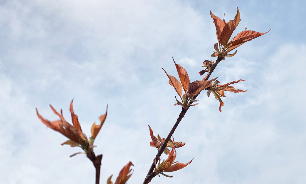 桜の新芽：cherry blossom sprout