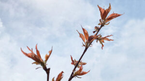 桜の新芽：cherry blossom sprout