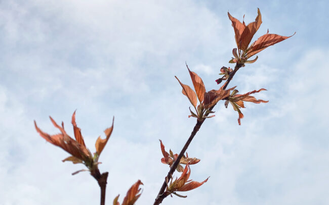 桜の新芽：cherry blossom sprout