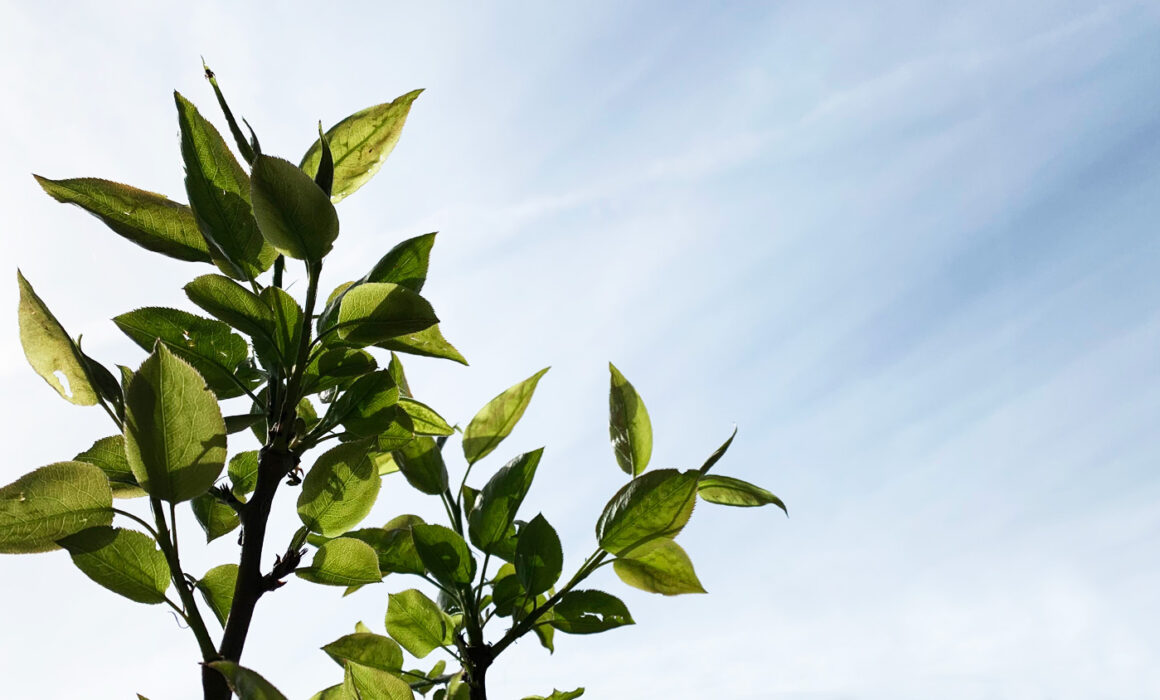 梨の新芽 : Sprout of pear