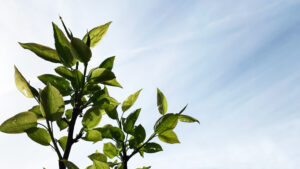 梨の新芽 : Sprout of pear
