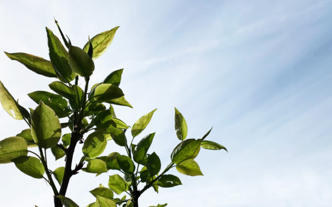 梨の新芽 : Sprout of pear