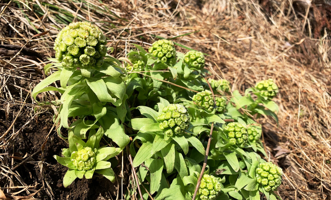 蕗の薹：butterbur sprout