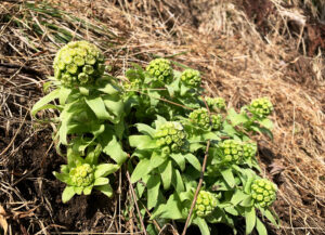 蕗の薹：butterbur sprout