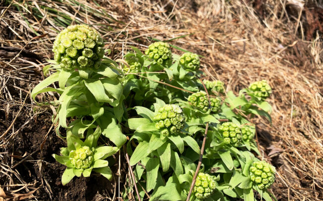 蕗の薹：butterbur sprout