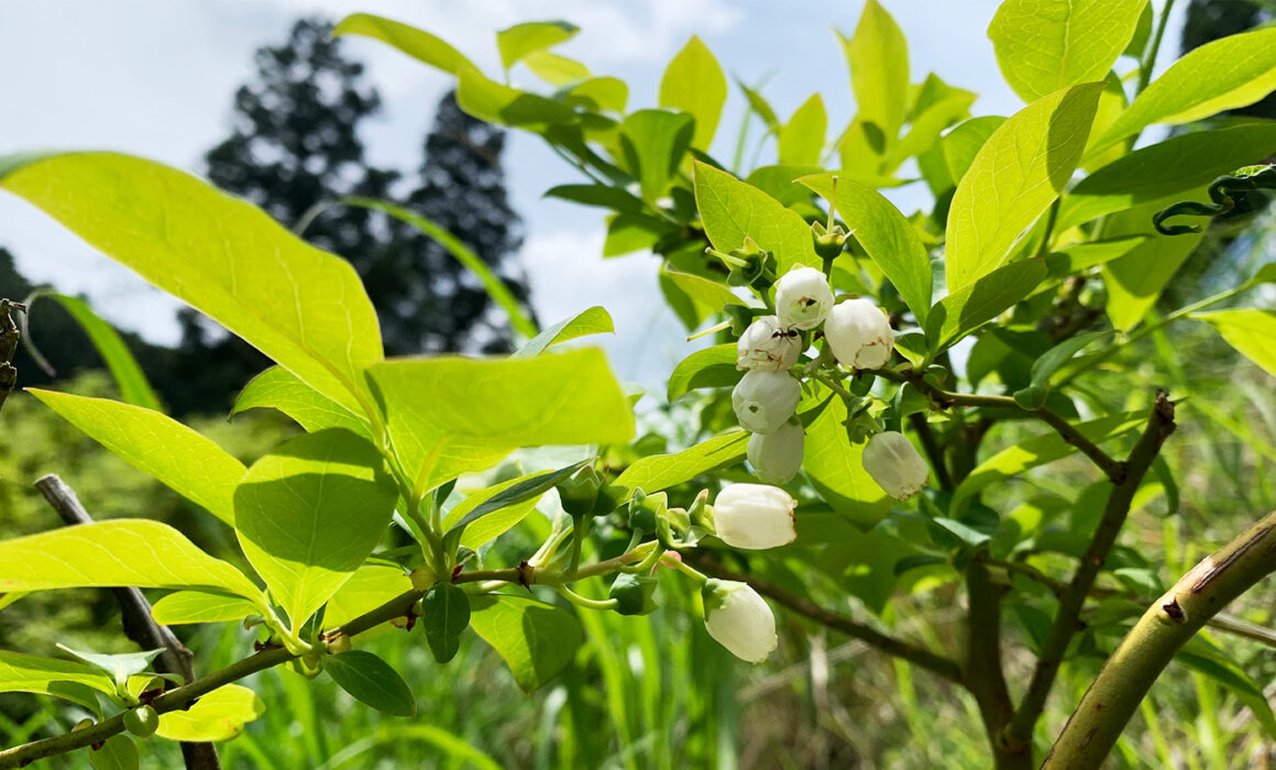 ブルーベリーの花：blueberry flower