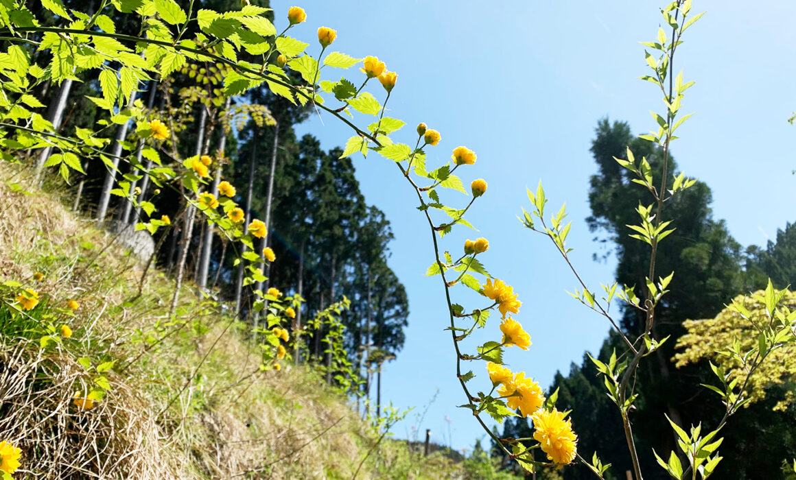 八重山吹： Yaeyamabuki