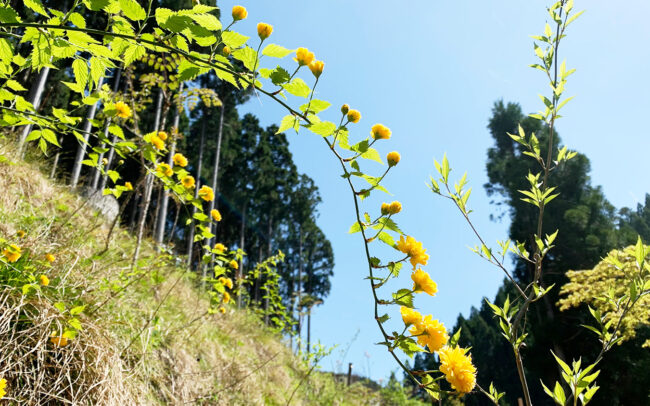 八重山吹： Yaeyamabuki