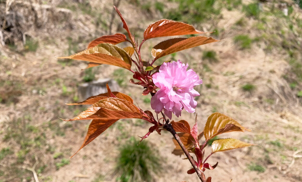 八重桜：double cherry blossom