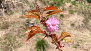 八重桜：double cherry blossom