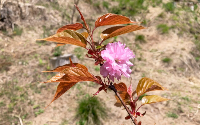 八重桜：double cherry blossom