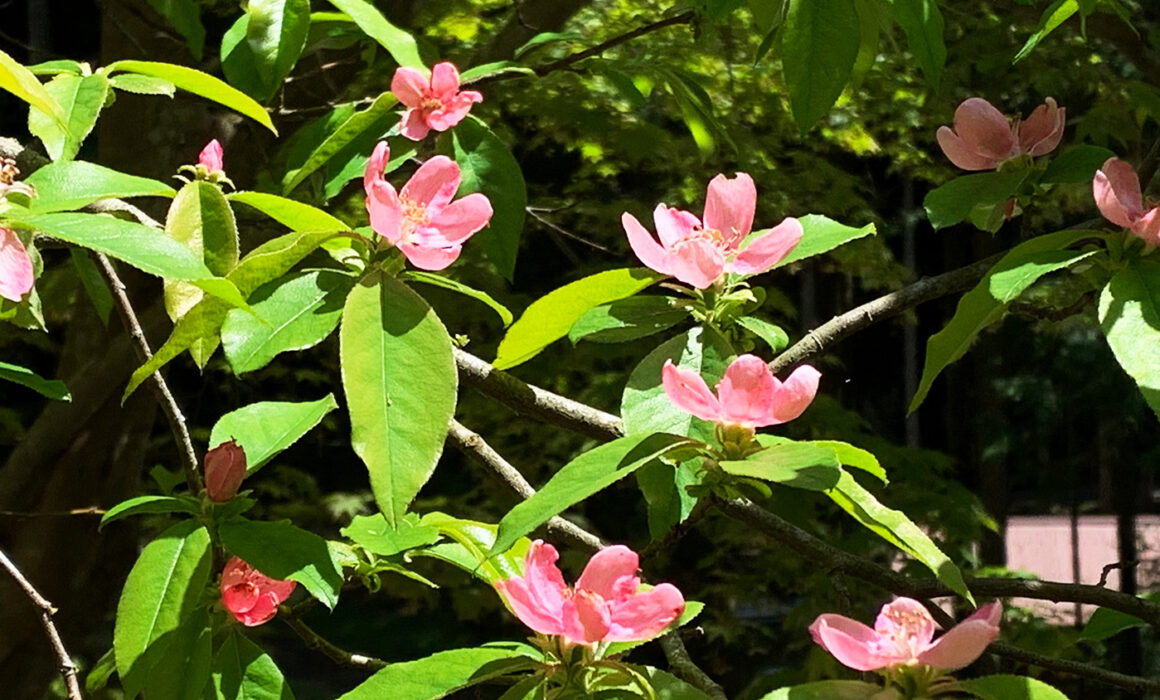 花梨の花：Quince flower