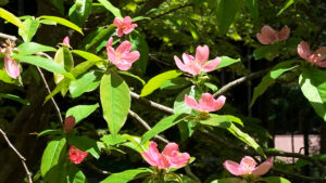 花梨の花：Quince flower