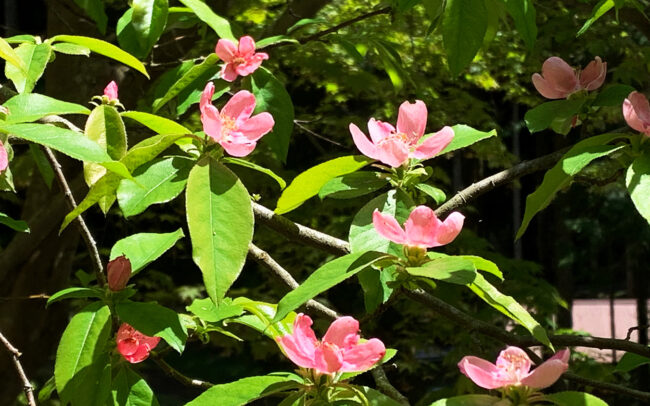 花梨の花：Quince flower