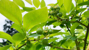 ブルーベリー：blueberry fruit