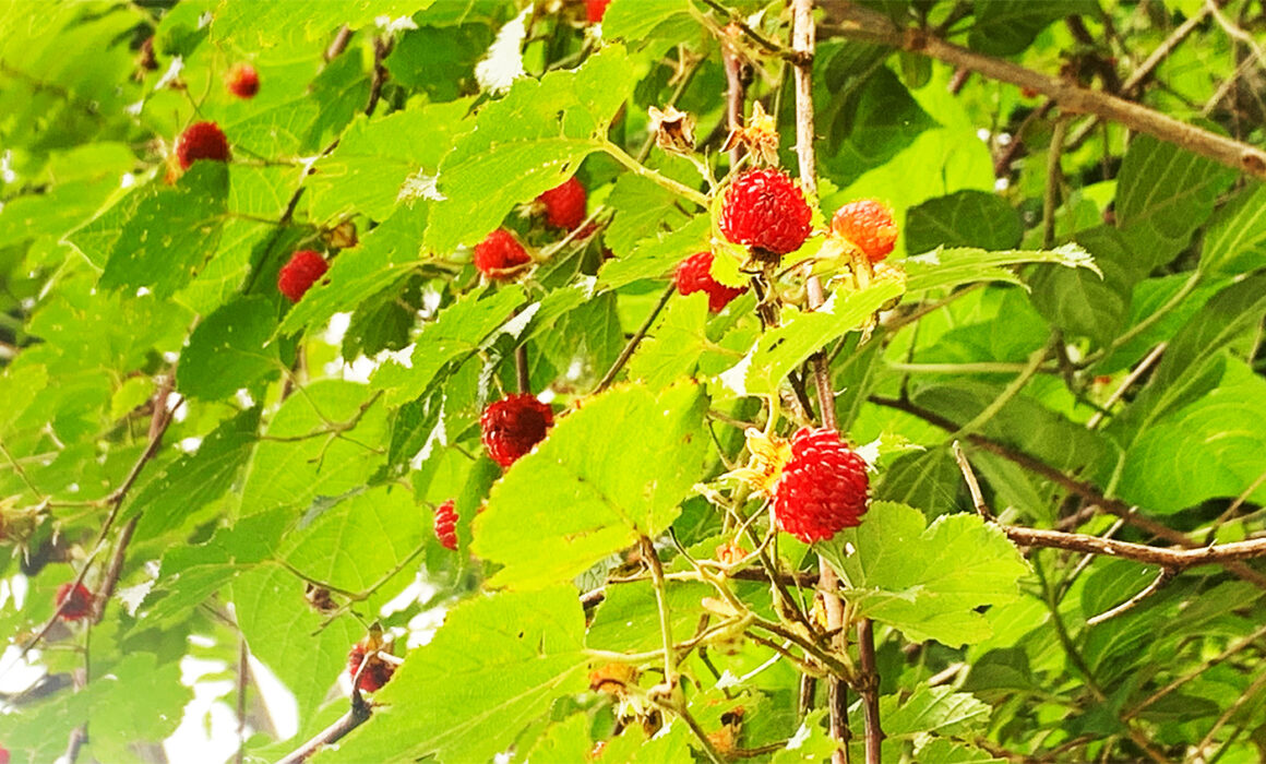 熊苺：Rubus crataegifolius