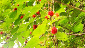 熊苺：Rubus crataegifolius