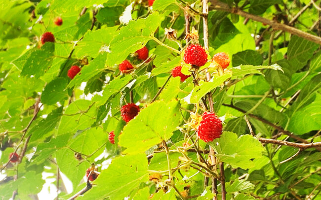 熊苺：Rubus crataegifolius